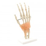 Hand skeleton with ligaments