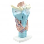 Larynx Model