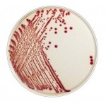 Flexicult, Chrom agar Flexicult ID, 10 st.